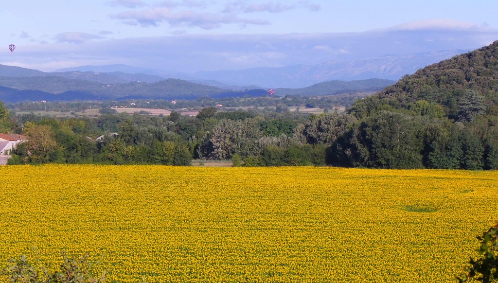 tournesols