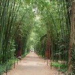 La bambouseraie d 'Anduze